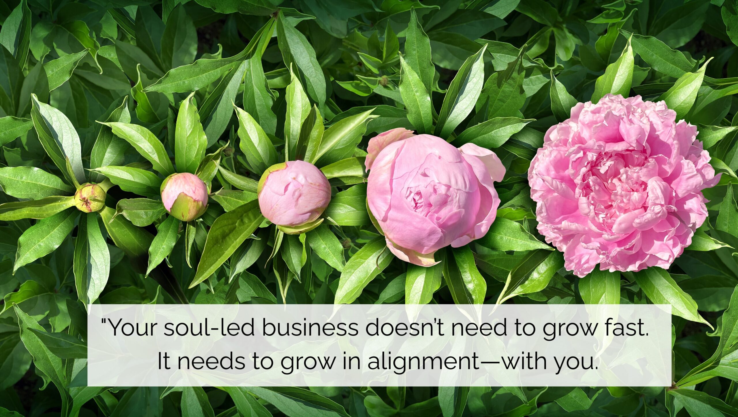 https://wellnessbusinesscollective.com/wp-content/uploads/2025/05/peonies-1-2.jpg